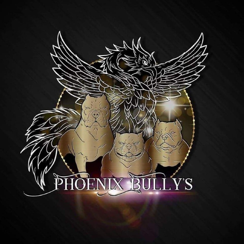 Phoenix bully's kennel -  von Dobermannzüchterin - Preeders