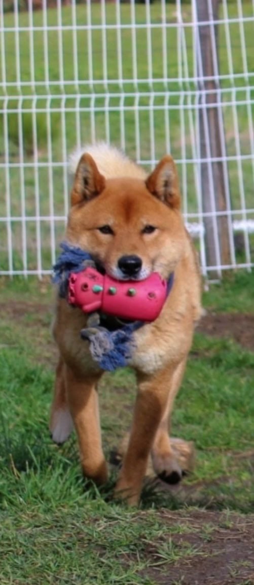 Shiba puppy's - Te koop - Preeders