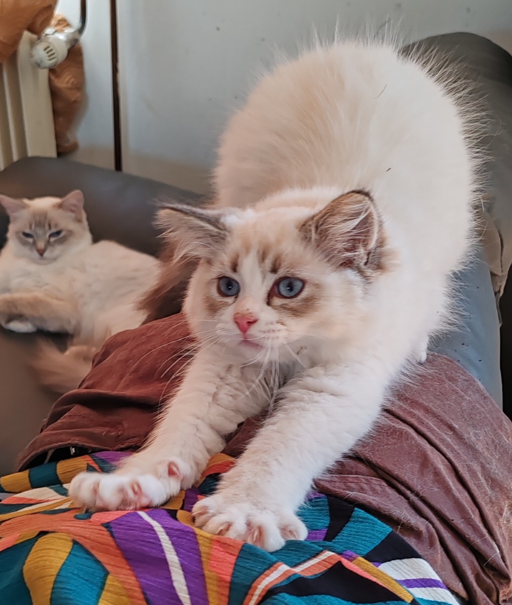 2 Ragdoll kittens LOOF - Le Manège à Poupées