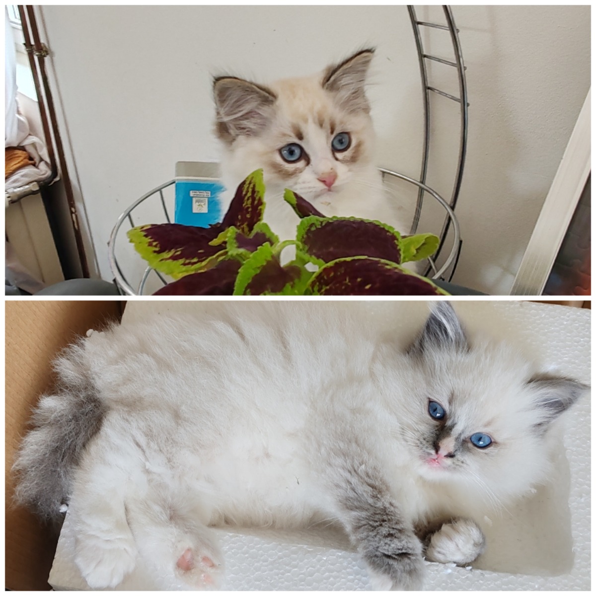 2 Ragdoll kittens met stamboom - Le Manège à Poupées