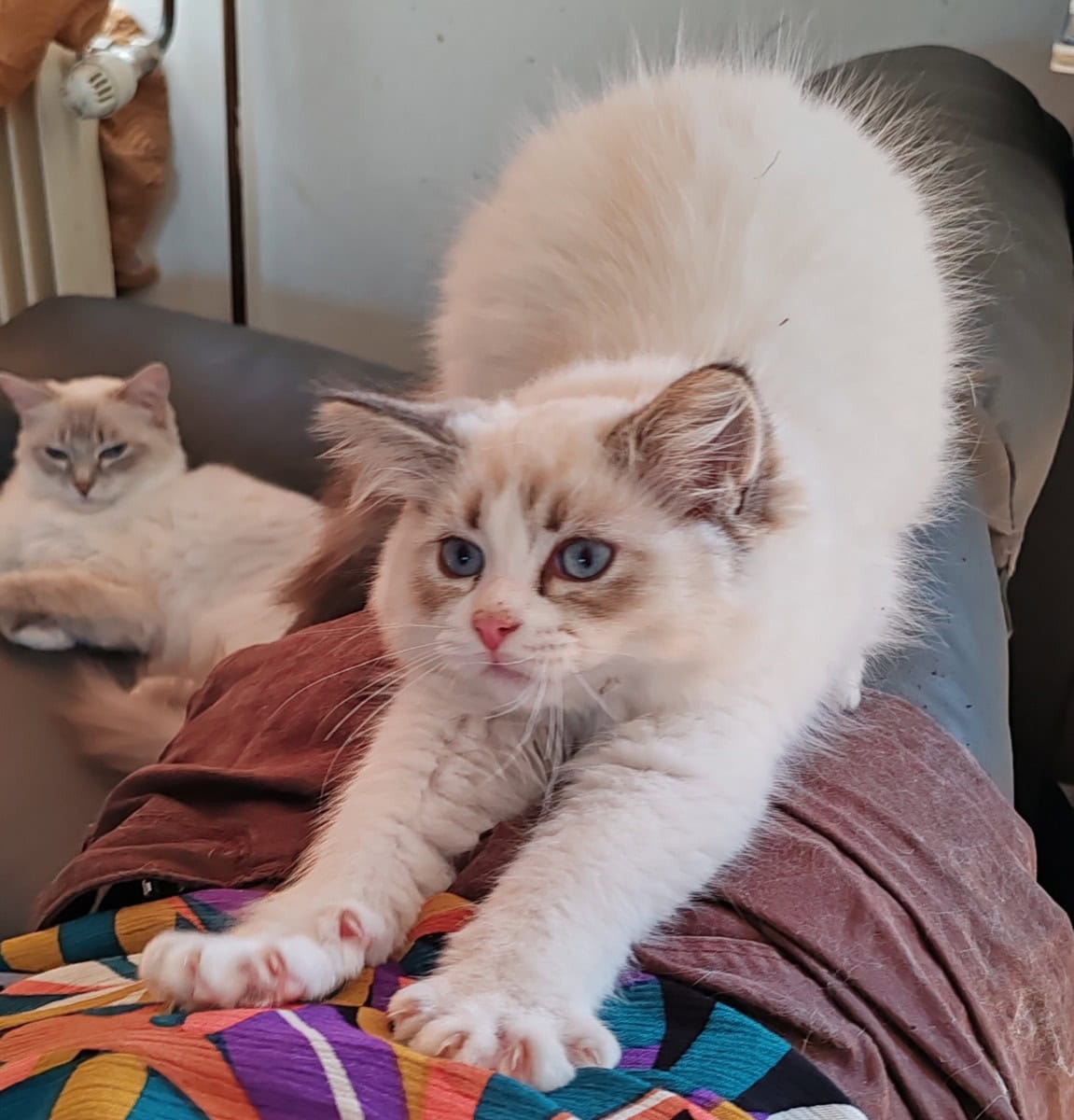 Chaton Ragdoll mâle loof - À vendre - Preeders