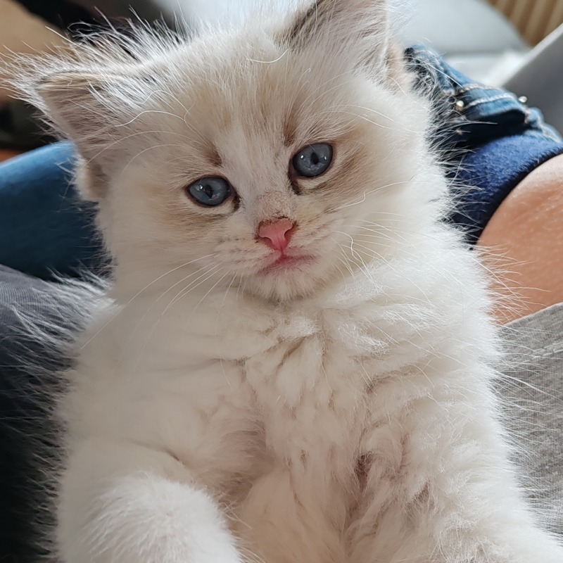Male Ragdoll kittens with pedigree - For sale - Preeders