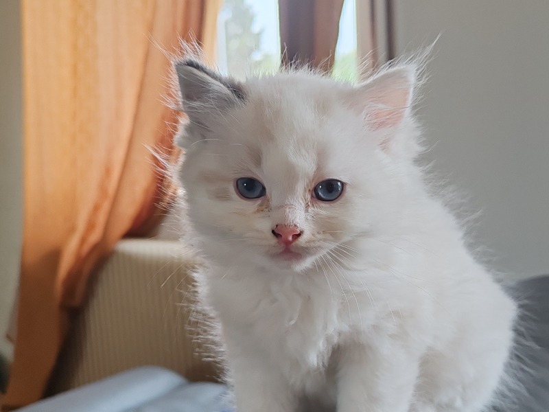 Male Ragdoll kittens with pedigree - Le Manège à Poupées