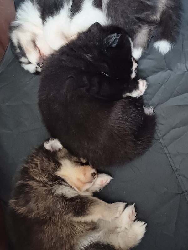 3 cute F3 Pomskies - Titoune élevage canin 