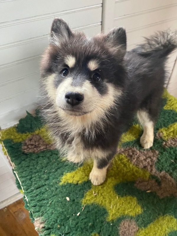 6 Finnish Lapphund Puppies - For sale - Preeders