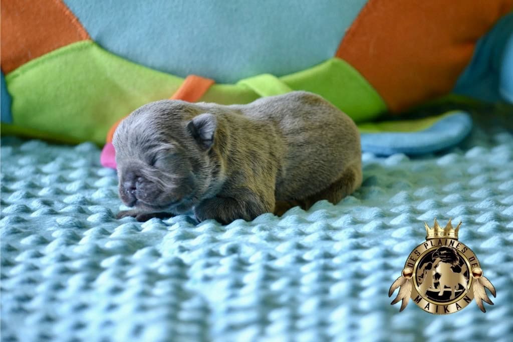 Chiots bouledogues français exotique - À vendre - Preeders