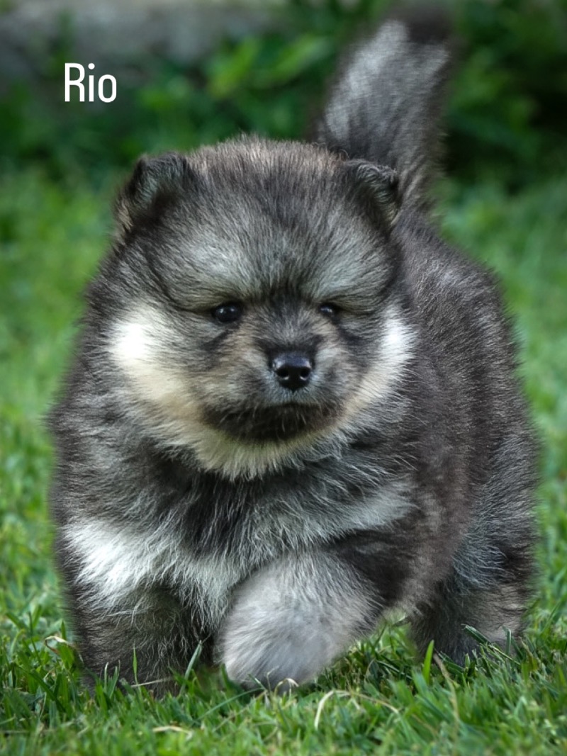 Beautiful Pomsky puppies available 🌟 - Des Petits Loustics