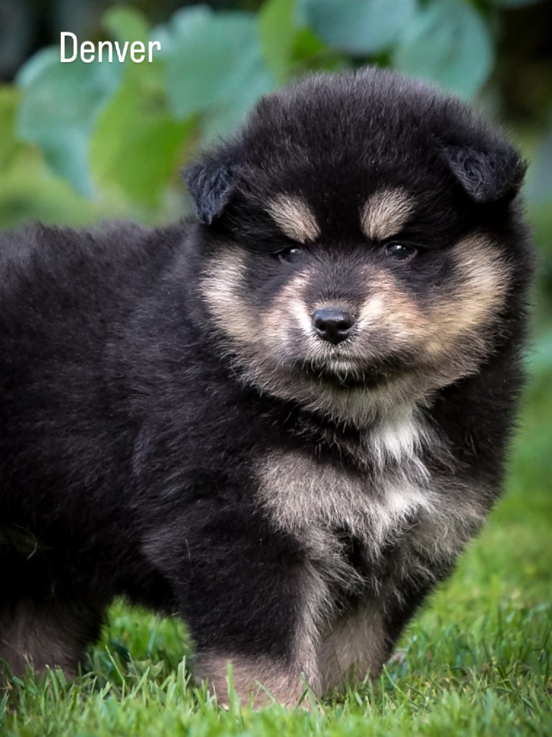 Hermosos cachorros Pomsky disponibles 🌟 - Des Petits Loustics