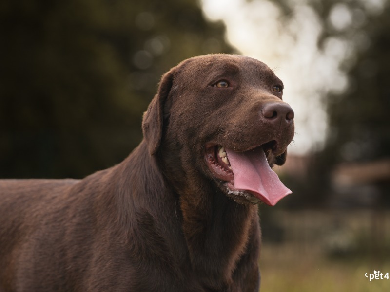 LOF Labrador puppy - Élevage de l'harmonie du Bonheur