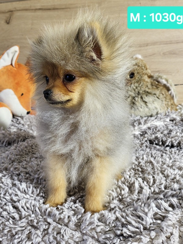 Selling baby German Spitz dwarf Pomeranian appearance - For sale - Preeders