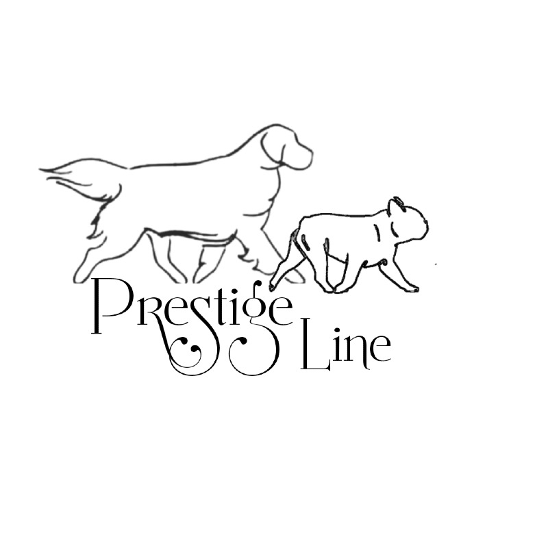 Prestige line -  of Golden retrieverbreeder - Preeders
