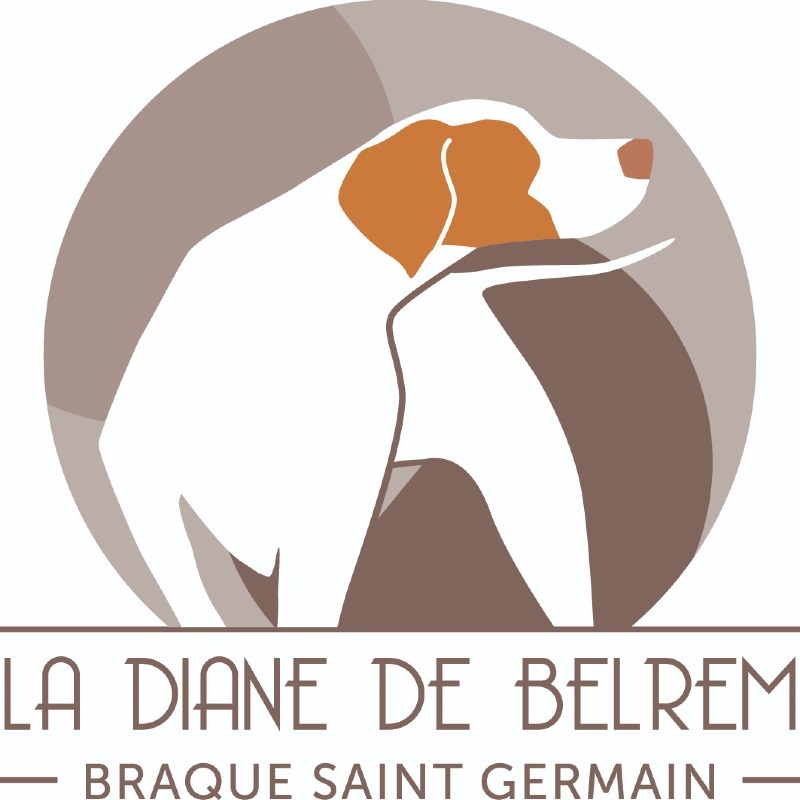 Elevage de la Diane de Belrem -  van Braque saint-germainfokker - Preeders
