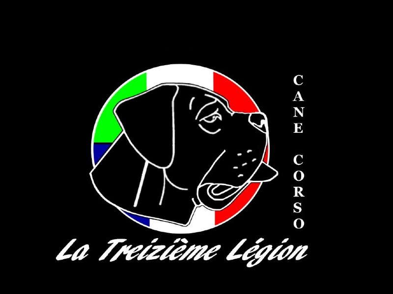 La Treizième Légion - Allevatrice di Cane corso - Preeders