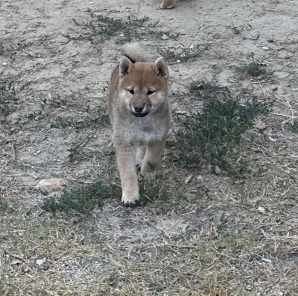 Shiba Inu puppy met stamboom - Te koop - Preeders