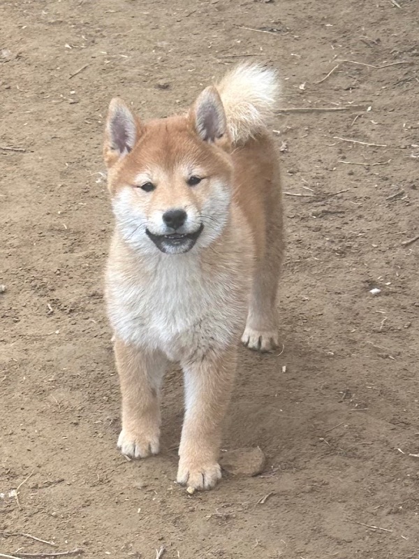 Cachorro macho Shiba inu con pedigrí LOF - En venta - Preeders