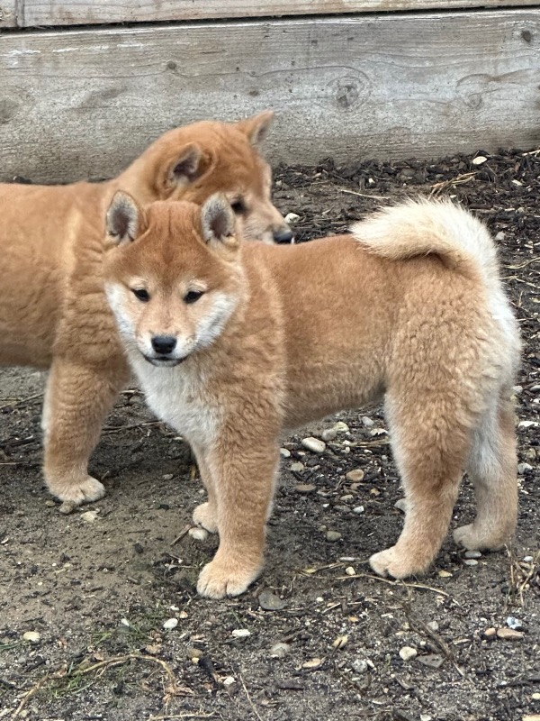 Cachorro macho Shiba inu con pedigrí LOF - Élevage de l'Ancyse