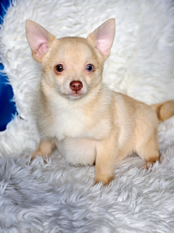 Prachtige mannelijke Pomchi puppy met blauwe, odd-eyed ogen - Earl JC&DE 