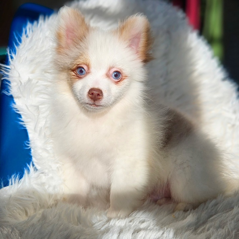 Gorgeous male pomchi puppy with blue eyes, heterochromia. - For sale - Preeders