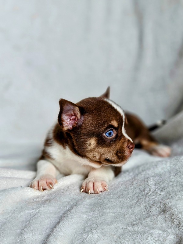 Exquisite blue-eyed or odd-eyed pomchi - For sale - Preeders