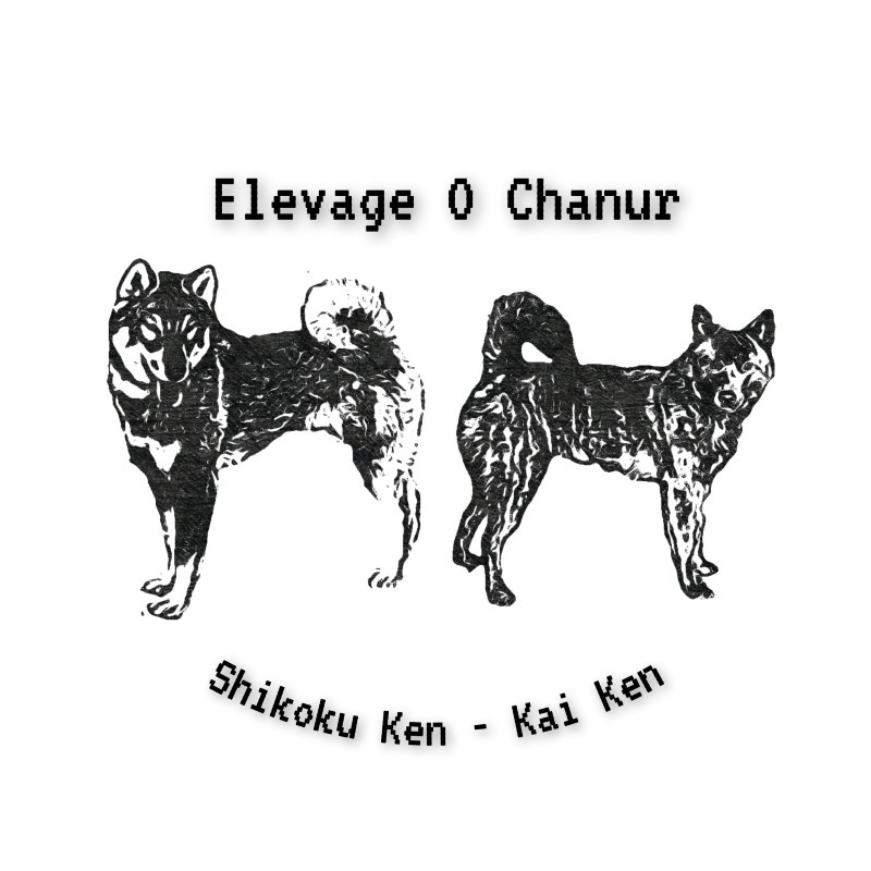 Élevage O Chanur - Criador de Shikoku - Preeders