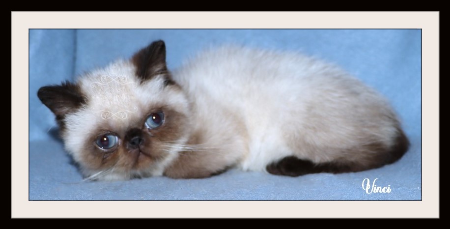 VINCI mâle exotic shorthair LOOF seal point - À vendre - Preeders