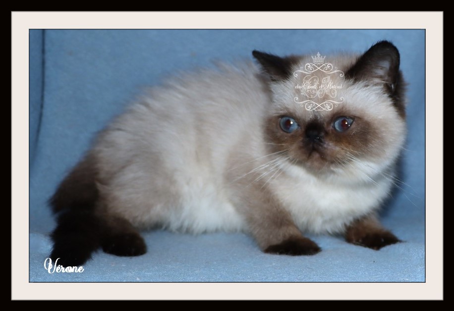 VÉRONE Fêmea exotic shorthair LOOF ponto de foca - Para venda - Preeders