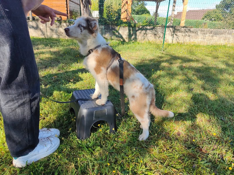 Le chien simplement 