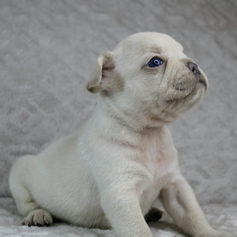 Beautiful French bulldog puppy - La terre des 7 couleurs 