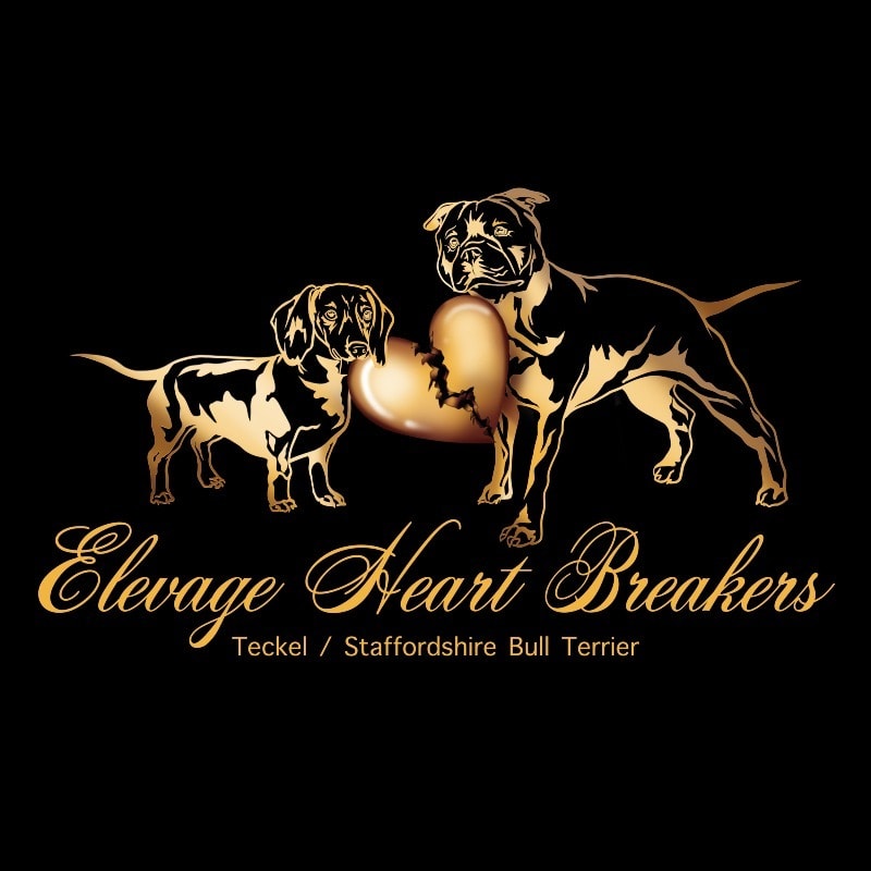 Elevage Heart Breakers - Criador de Staffordshire bull terrier - Preeders