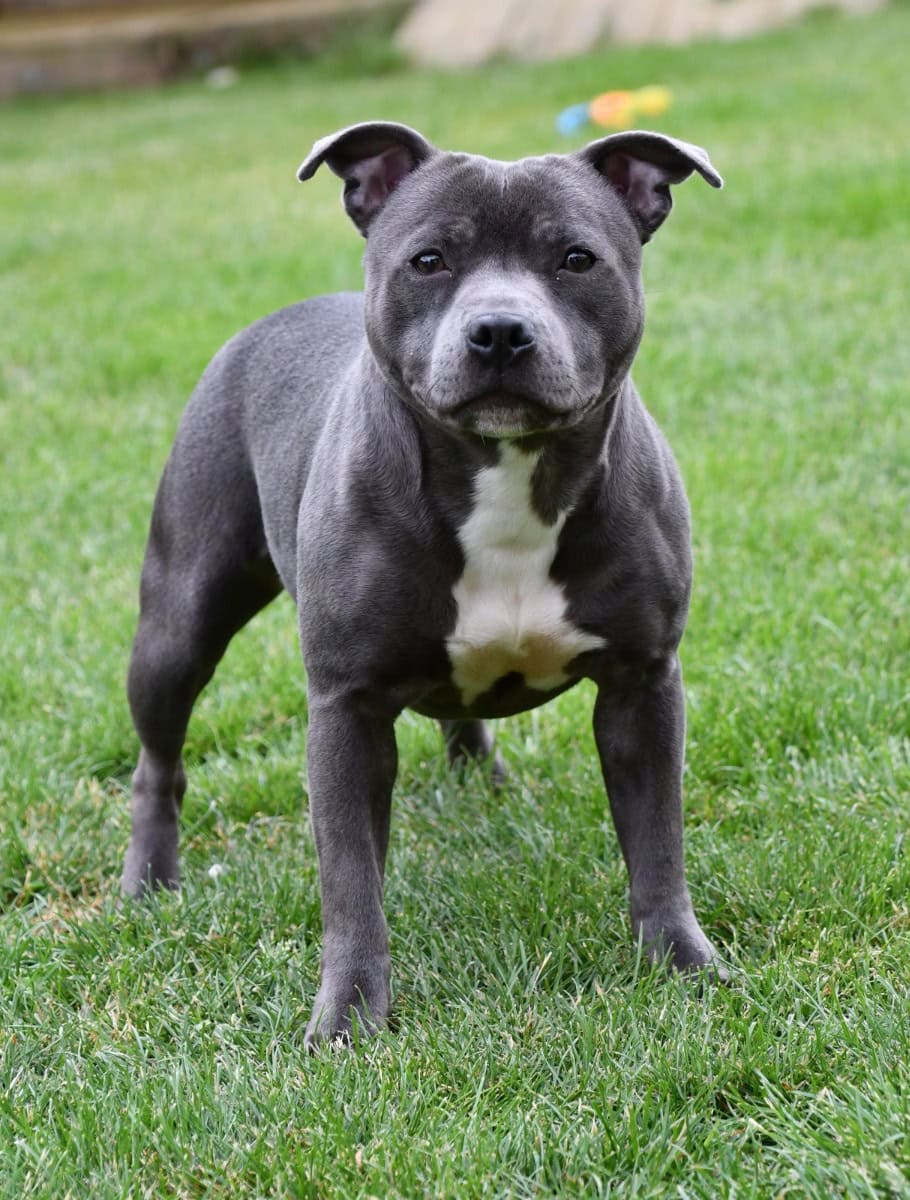 Hembra Staffie de 9 meses. - En venta - Preeders