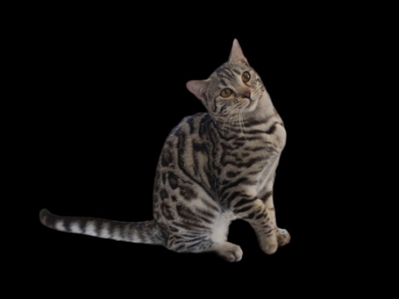 Bengal cat Black Silver Tabby spotted rosettes - For sale - Preeders