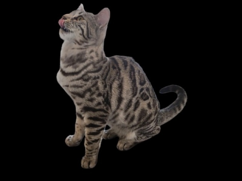 Bengal cat Black Silver Tabby spotted rosettes - La Maison de Faust 