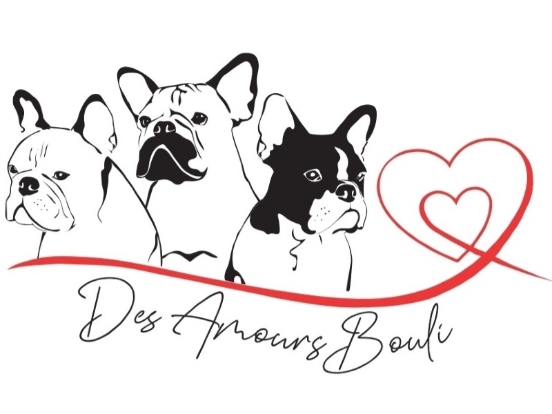 Des Amours Bouli -  of French bulldogbreeder - Preeders