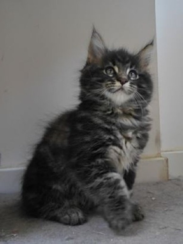 Maine Coon kittens for reservation - For sale - Preeders