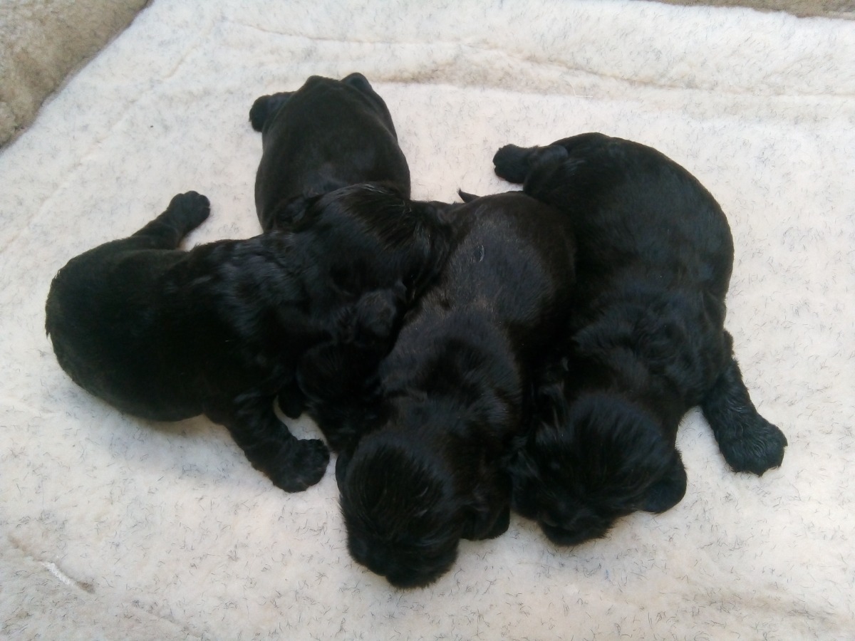 Beautiful AKC registered American Cocker Spaniel males. - Hall of Lords