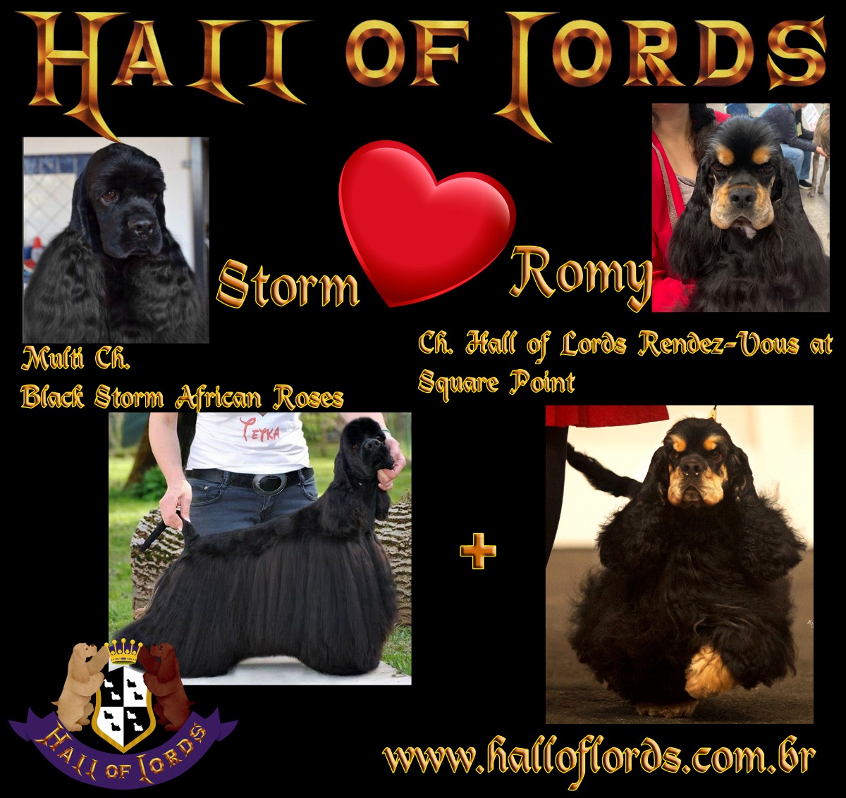 Beautiful AKC registered American Cocker Spaniel males. - Hall of Lords