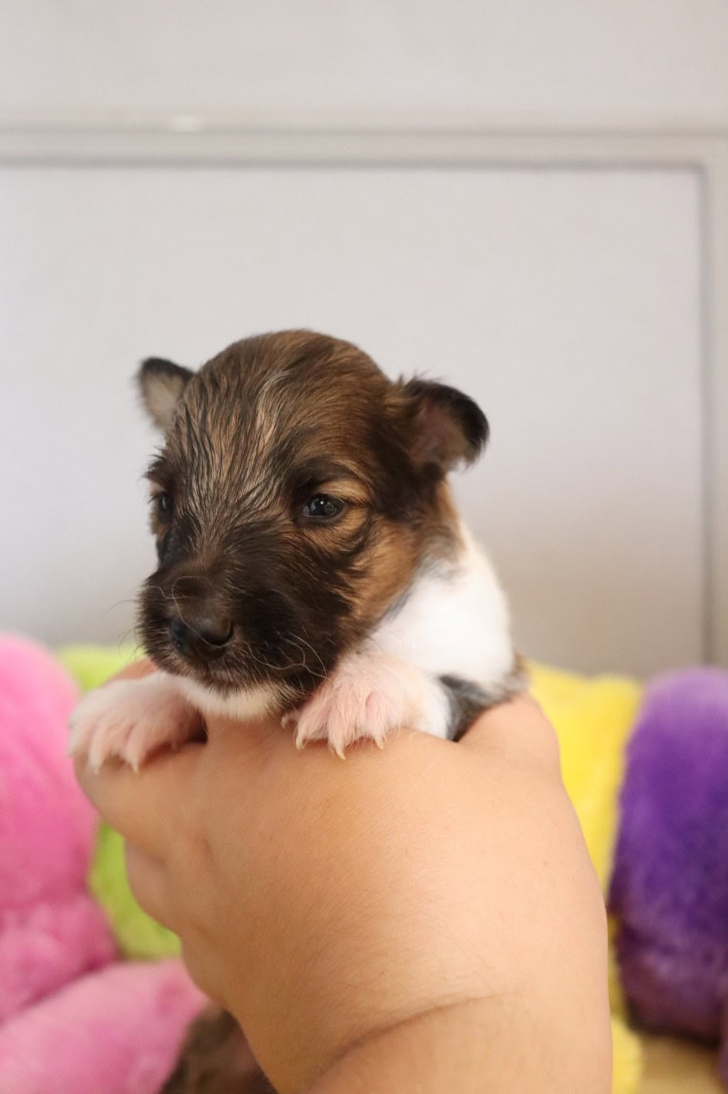 cucciolo di pastore delle Shetland - In vendita - Preeders