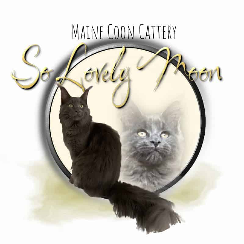 So Lovely Moon -  van Maine coonfokker - Preeders