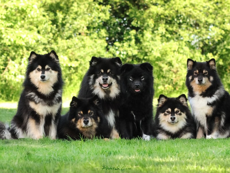 Legend of Raven -  of Finnish lapphundbreeder - Preeders