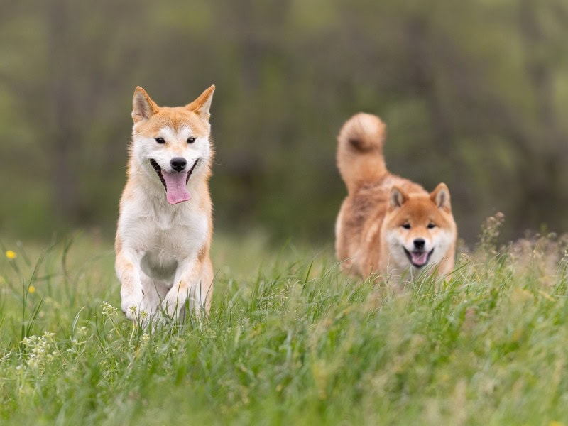 Go Yume no Sekai - Criador de Shiba-inu - Preeders