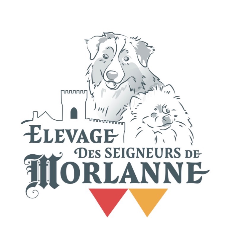 Des Seigneurs de Morlanne -  vonAmerikanischer schäferhund miniaturzüchterin - Preeders