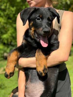 purebred Beauceron puppies (registered) - For sale - Preeders