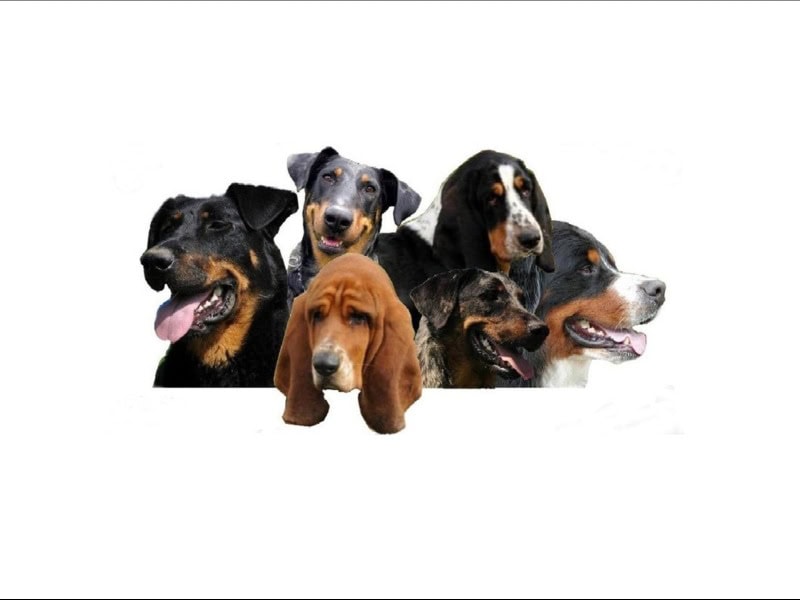 élevage du berceau de bfamily -  of Bernese mountain dogbreeder - Preeders