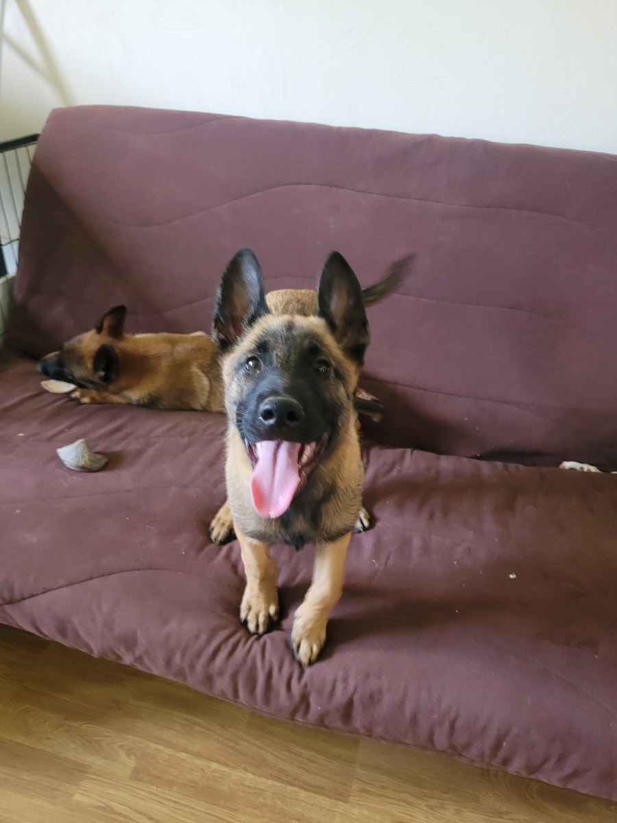 Male Malinois puppies with pedigree available. - For sale - Preeders