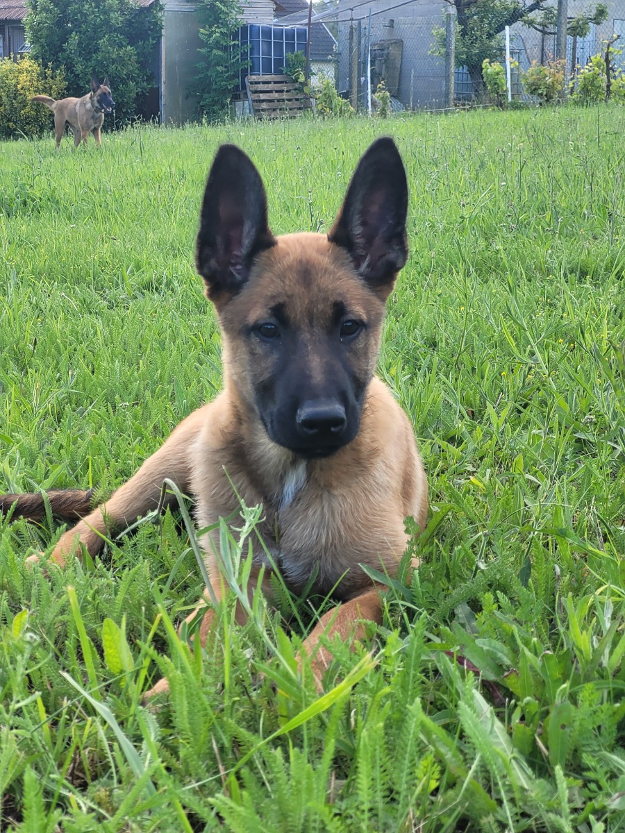 Male Malinois puppies with pedigree available. - Les Bergers des Menhirs 
