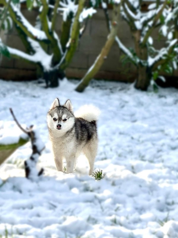 P’tits Poms d’Amour - Éleveur - Chiens - Pomsky