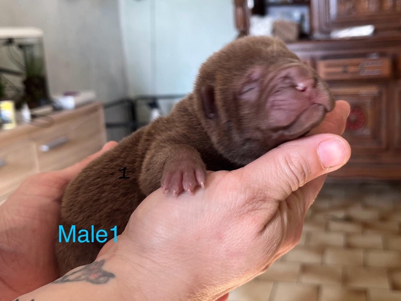 Shar Pei puppy with a brush coat including 2 real bear coats - For sale - Preeders