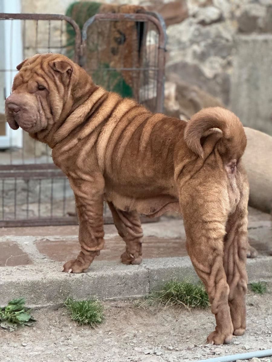 Rebelle shar pei - À donner - Preeders