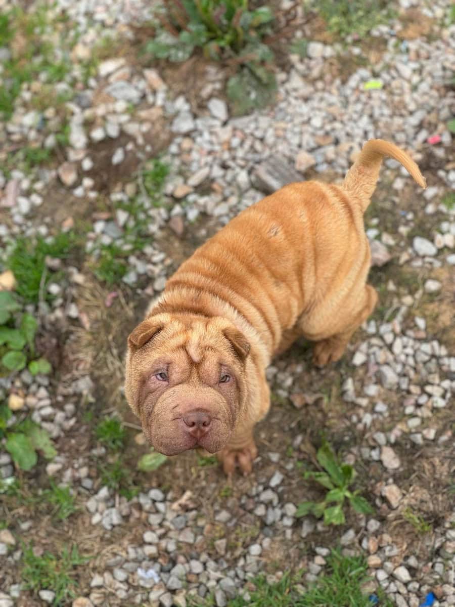 Shar Pei puppy - Te koop - Preeders