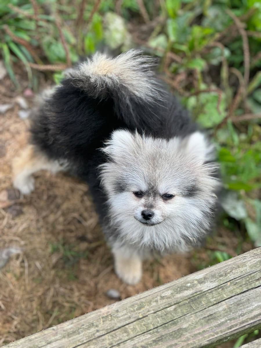 Pomeranian - For sale - Preeders